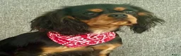 Cavalier King Charles Spaniel dogs for sale: KC Registered KCCS B&T boy for sale  - Advert 4