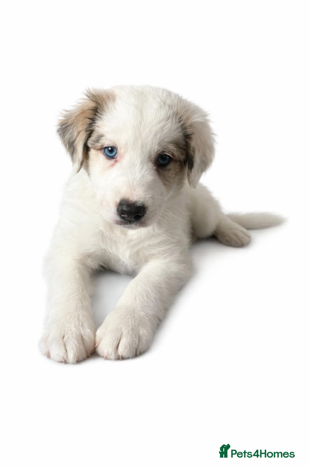 Border Collie dogs for sale: Border collie blue marble puppies - Advert 6