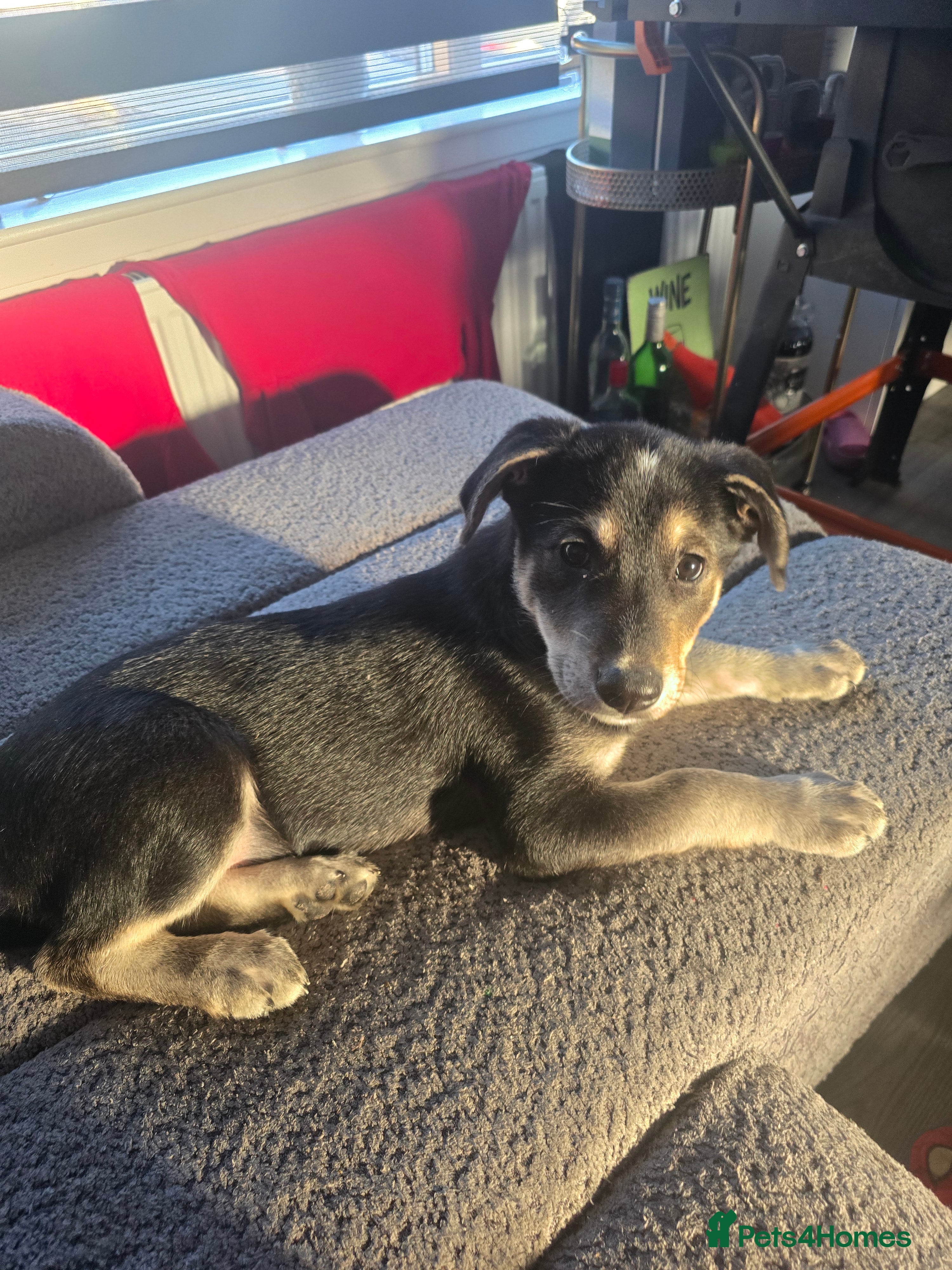 Mixed Breed dogs  Last puppy looking for his forever home ;)   - Advert 1