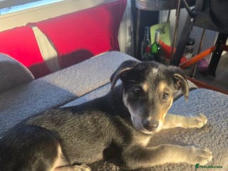 Mixed Breed dogs Last puppy looking for his forever home ;) - Advert 6