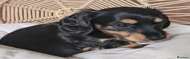 Miniature Dachshund Puppy 6