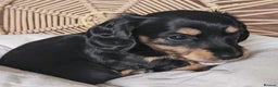 Miniature Dachshund dogs for sale: Charming Miniature Dachshund Puppies - Advert 4