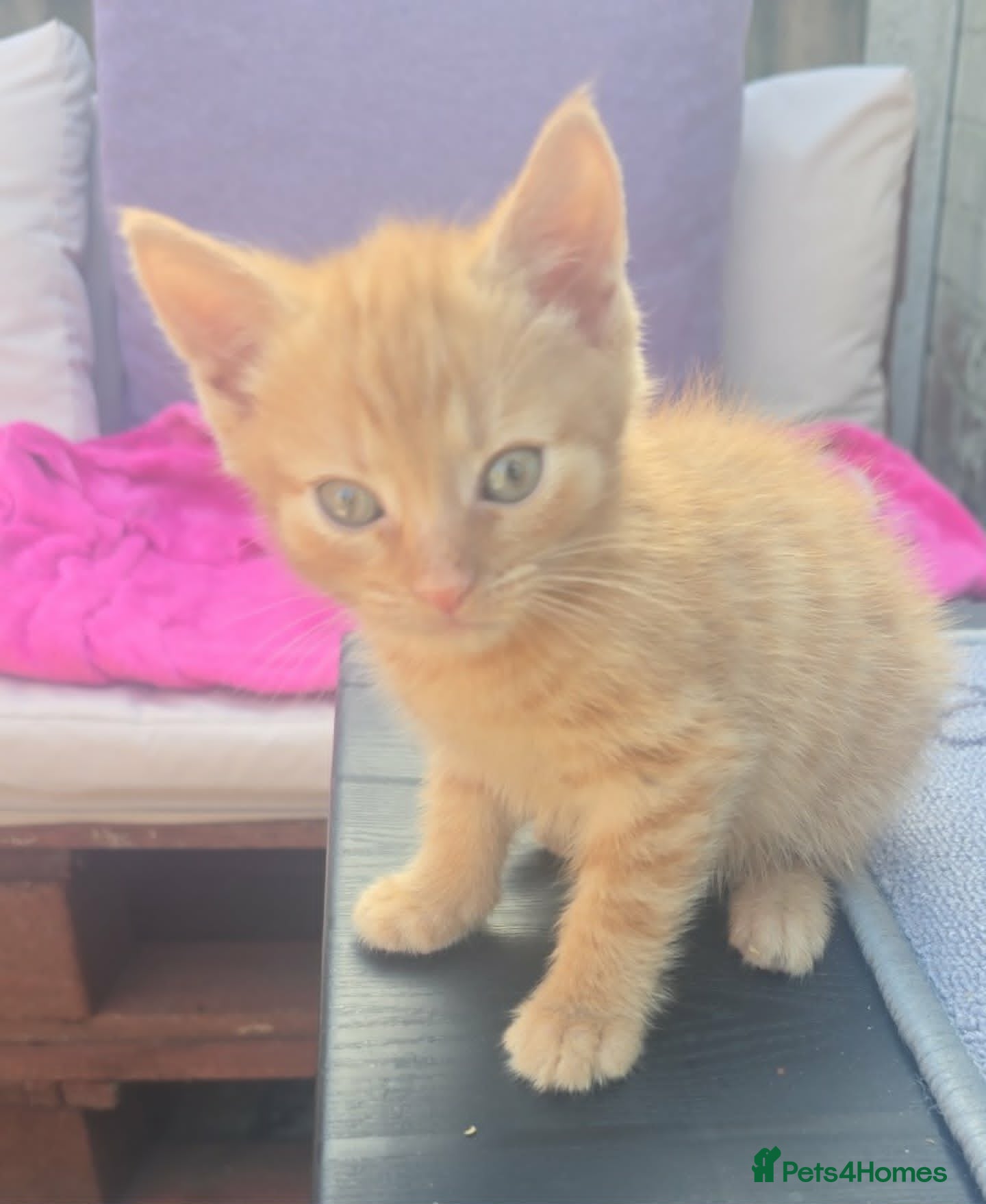Mixed Breed cats for sale: 5 Male Kittens Looking for a new Home In Derby in Derby - Advert 7