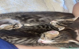 Mixed Breed cats for sale: Kittens for sale  - Image 7