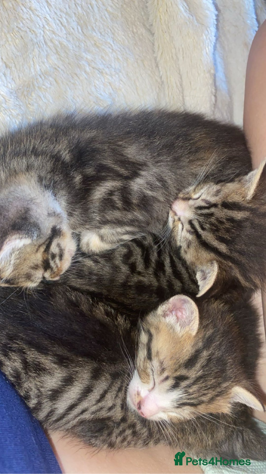 Mixed Breed cats for sale: Kittens for sale  - Image 7
