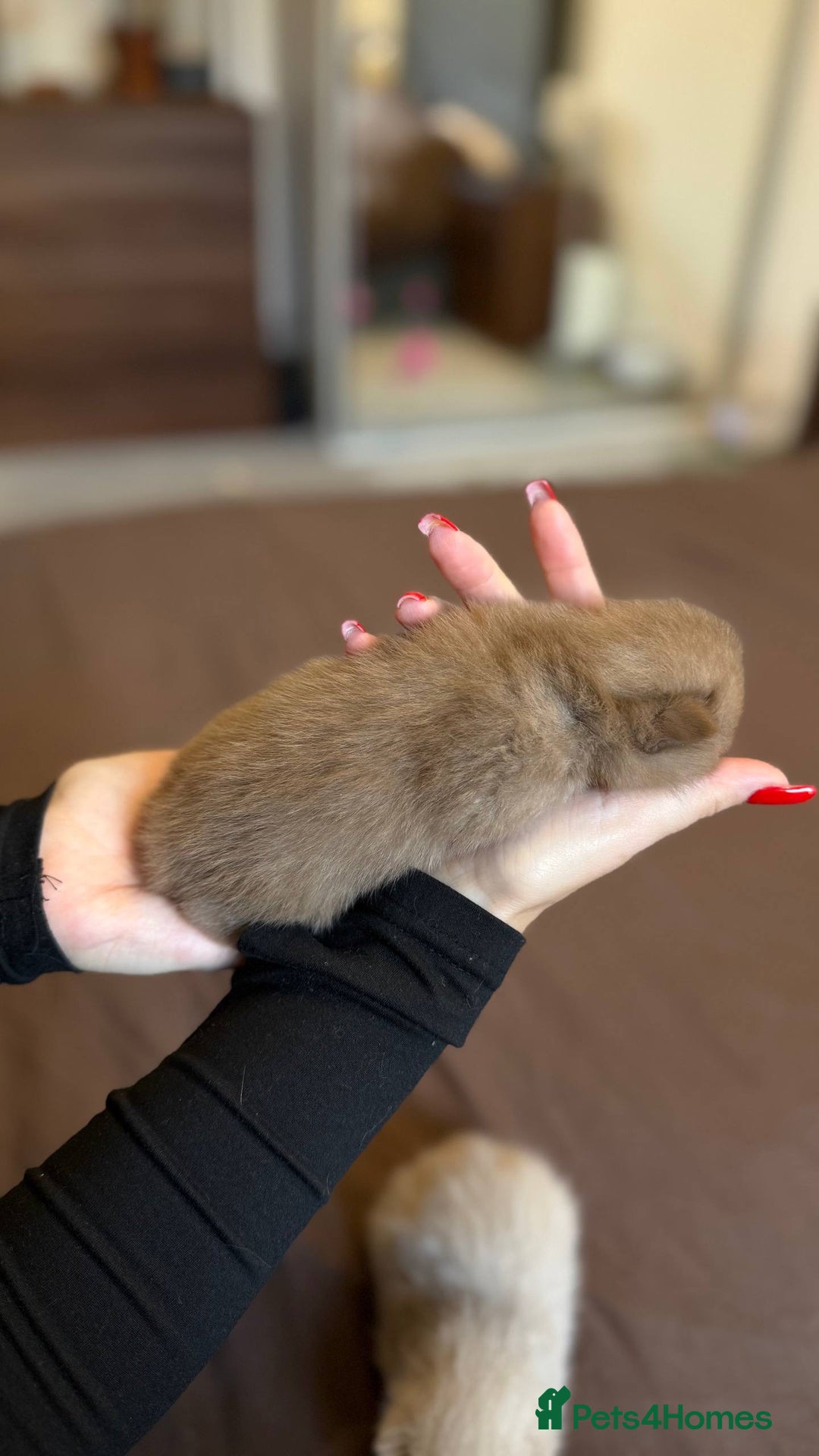 British Shorthair cats for sale: Luxury British Shorthair Kittens | Cinnamon & Fawn - Advert 3