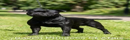 Staffordshire Bull Terrier dogs for sale: Look No Further - Highest Quality Staffy Pups - Advert 1