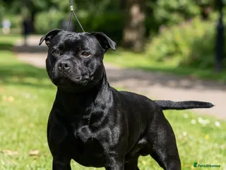Staffordshire Bull Terrier dogs Look No Further - Highest Quality Staffy Pups - Advert 3