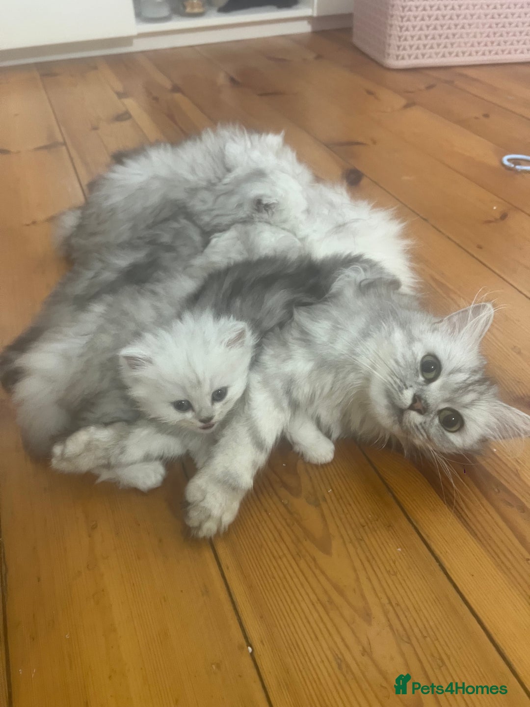 Persian cats for sale: Persian chinchilla kittens - Image 24