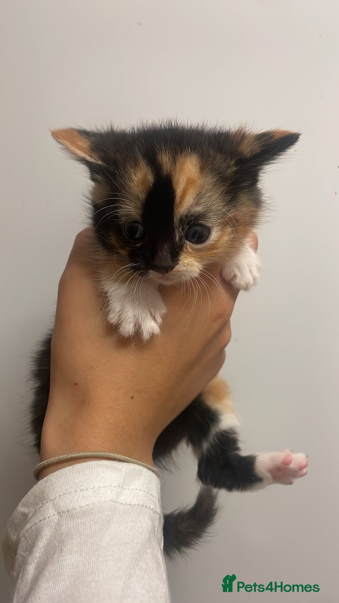 Domestic Shorthair cats for sale: Beautiful kittens  - Image 8