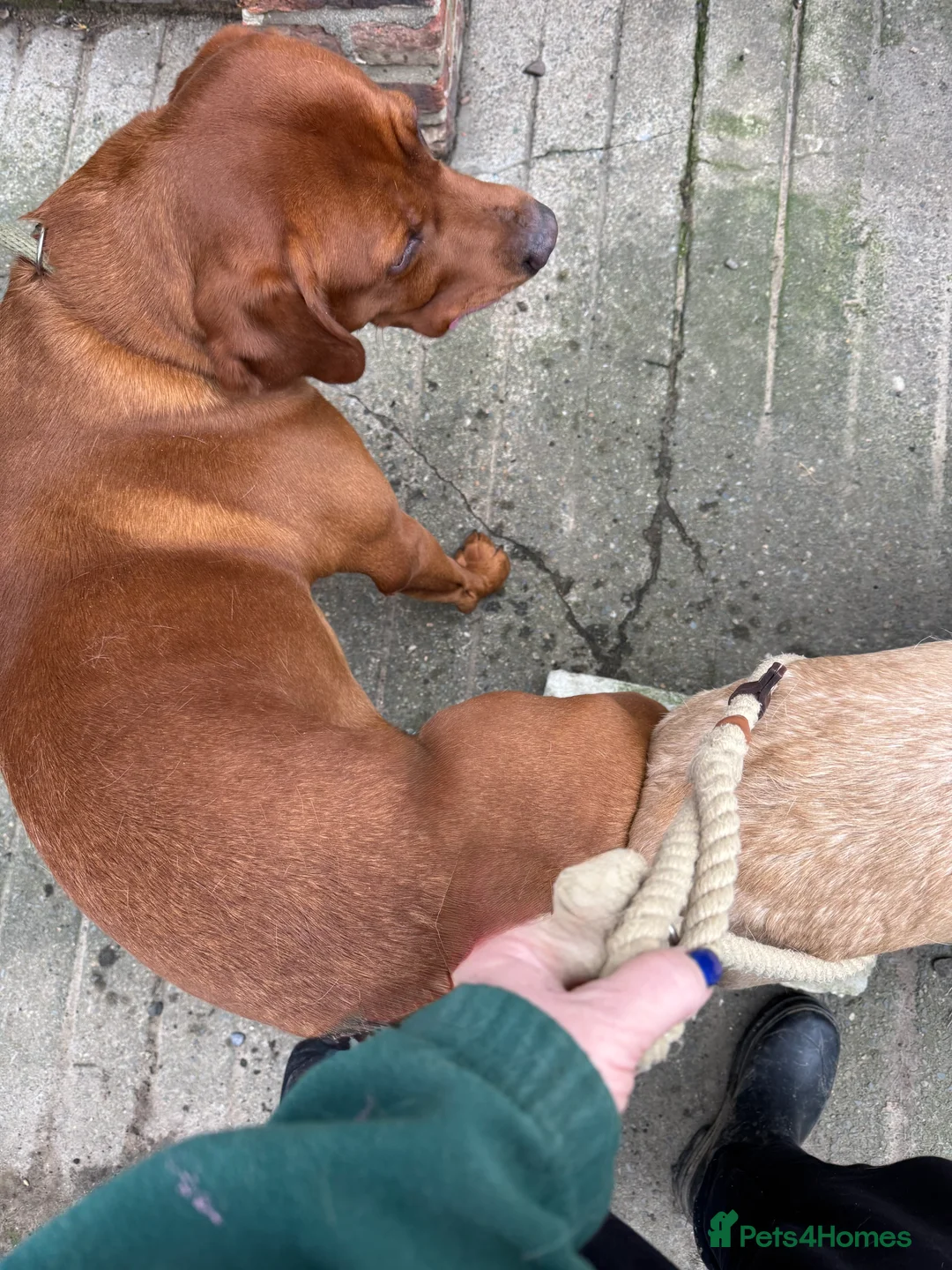 Labrador Retriever dogs for stud: Perfect 0/0 Hips & Elbows Dark Fox Red Labrador ⭐️ - Advert 21