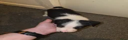 Border Collie dogs for sale: Border collie pups - Advert 6