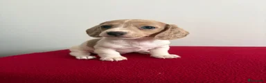 Gidget