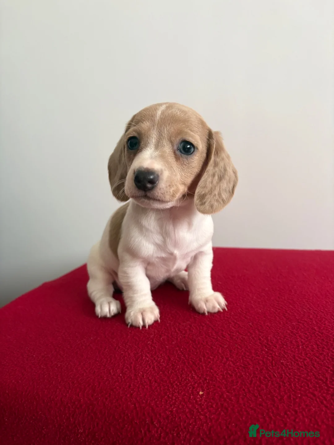 Miniature Dachshund dogs for sale: ⭐️💕miniature dachshund pups⭐️💕 - Advert 1