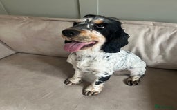 Cocker Spaniel dogs for stud: STUD Blue Roan and Tan KC Show Cocker Spaniel  - Image 1
