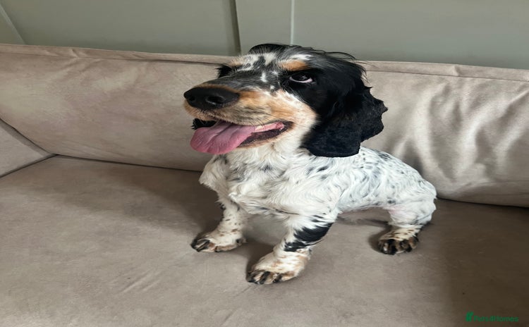 Cocker Spaniel dogs - Advert 6