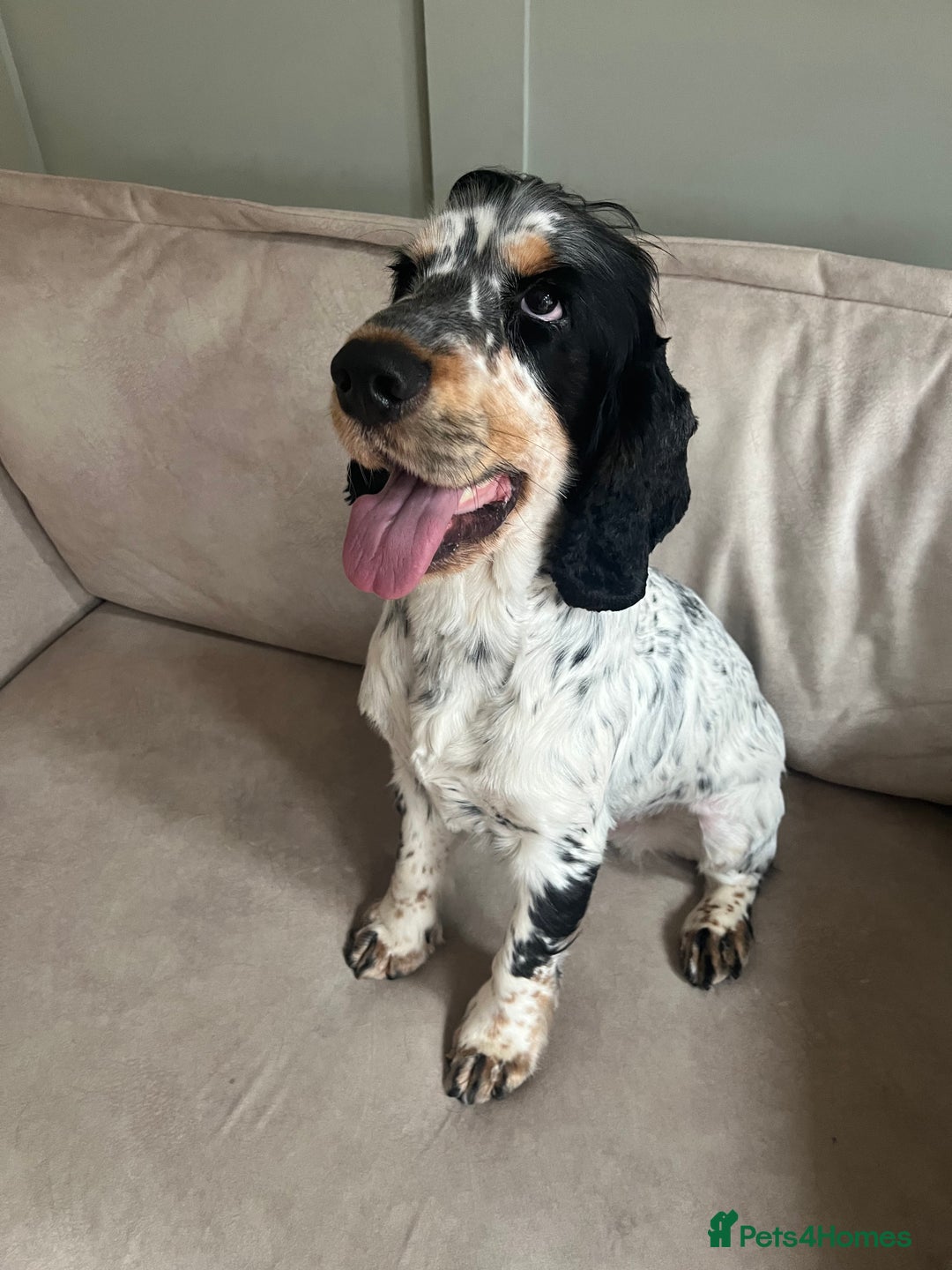 Cocker Spaniel dogs for stud: STUD Blue Roan and Tan KC Show Cocker Spaniel  - Image 1