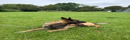 Belgian Shepherd Dog dogs for stud: Belgian Malinois Stud Available – Rico in Dereham - Advert 4