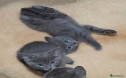 Russian Blue cats for sale: Russian Blue Kittens - 2 Boys left - Image 5