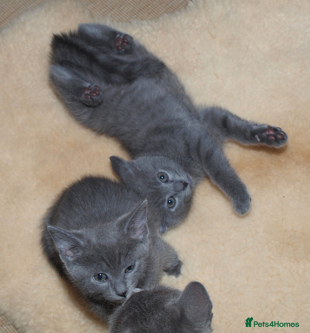 Russian Blue cats for sale: Russian Blue Kittens - 2 Boys left - Image 5