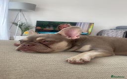 French Bulldog dogs for sale:  KC.French bulldog girl new shade isabella  - Image 3