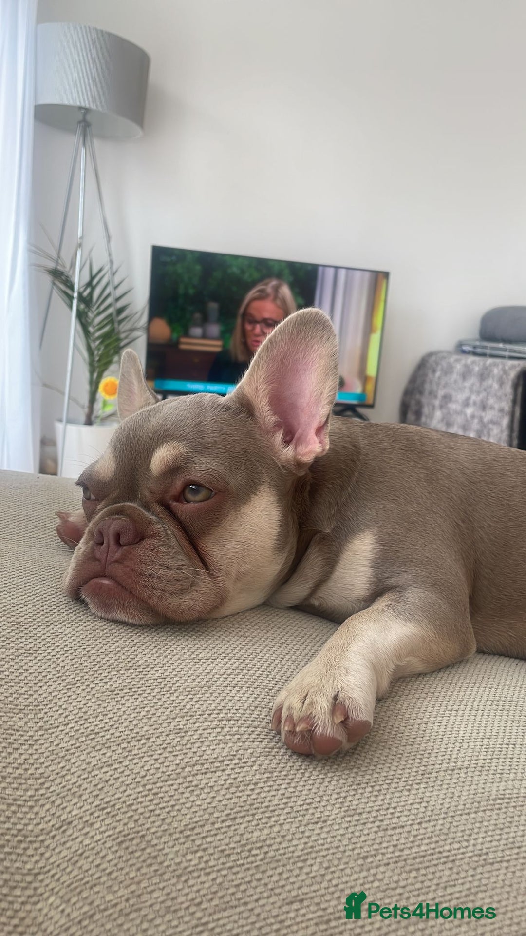 French Bulldog dogs for sale:  KC.French bulldog girl new shade isabella  - Image 3