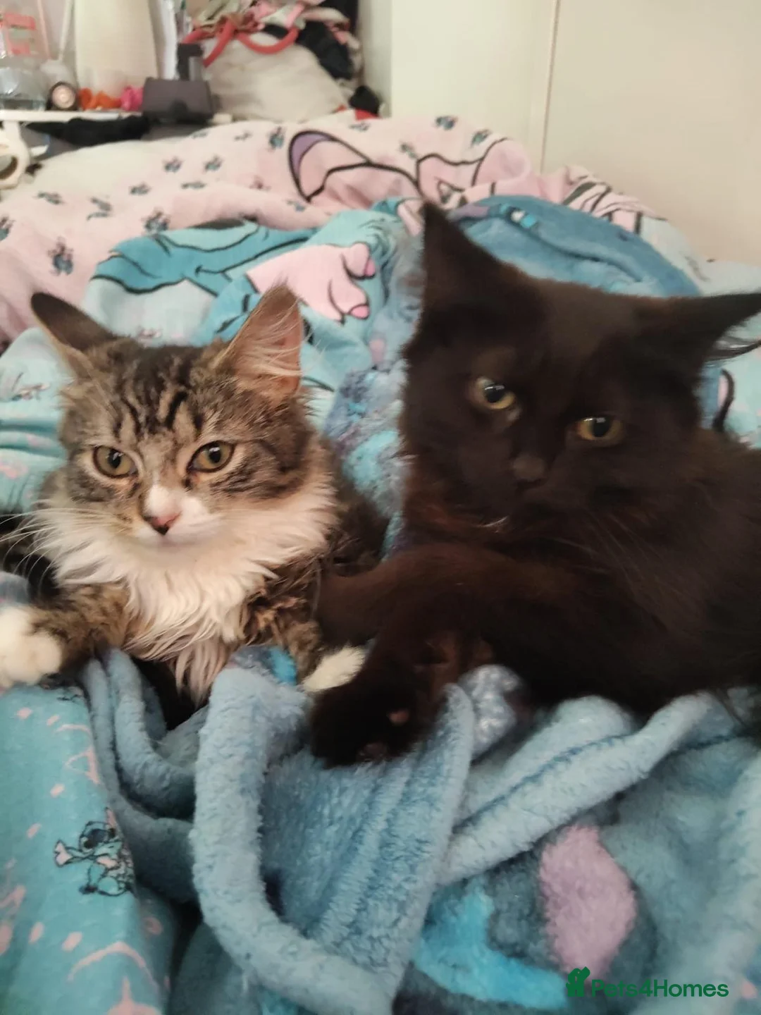 Mixed Breed cats for adoption: ❤️🐱 RAVEN & ❤️🐱 PENNY – TWO BEST FRIENDS - Advert 2