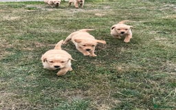 Goldador dogs for sale: Gorgoeus Goldador’s-Health Tested  - Image 15