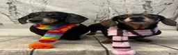 Miniature Dachshund dogs for sale: Male Miniature Dachshund For Sale  - Advert 9