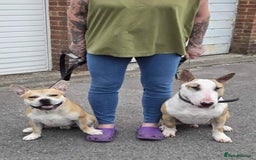 English Bull Terrier dogs for adoption: FOR ADOPTION - BRUCE - BOGNOR REGIS - Image 7