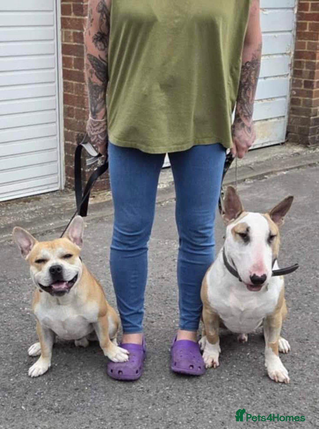 English Bull Terrier dogs for adoption: FOR ADOPTION - BRUCE - BOGNOR REGIS - Image 7