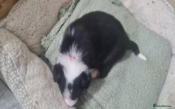 Border Collie dogs for sale: Border collie puppies  - Image 21