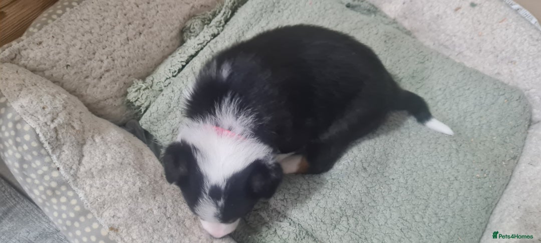 Border Collie dogs for sale: Border collie puppies  - Image 21