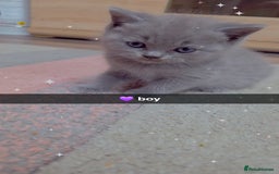 British Shorthair cats for sale: British blue shorthair - Image 6