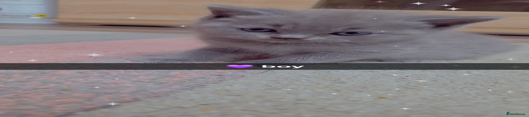 💜 Kitten 4