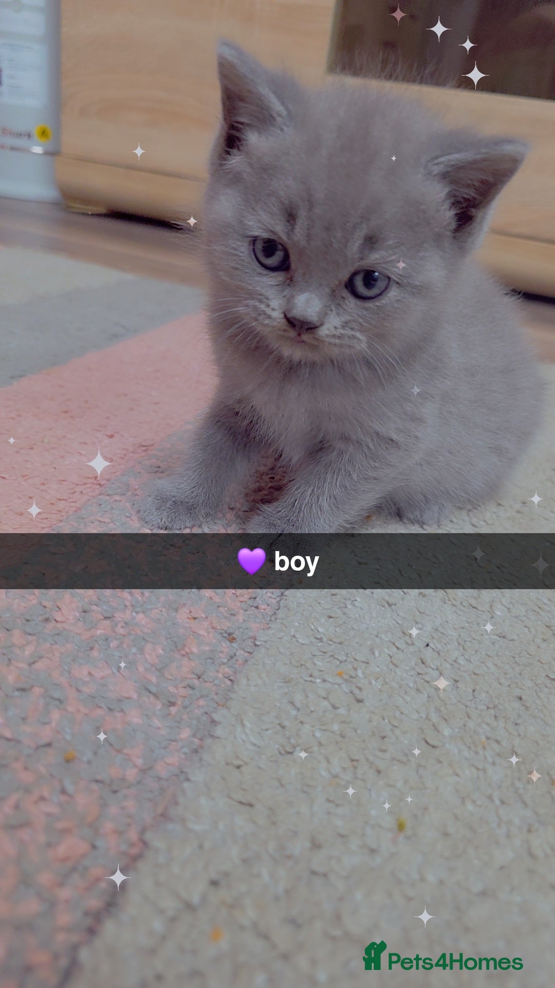 British Shorthair cats for sale: British blue shorthair - Image 6