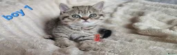 Exotic cats for sale: 4 beautiful exotic x kittens  - Advert 14