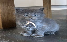 Maine Coon cats for sale: MAINE COON KITTENS SOME POLYDACTYL  - Image 18