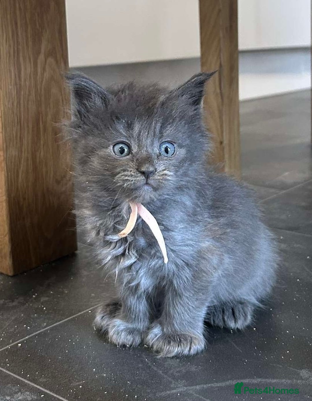 Maine Coon cats for sale: MAINE COON KITTENS SOME POLYDACTYL  - Image 18