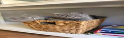 British Longhair cats for sale: Stunning Blue BritishLonghair Kittens  - Advert 2