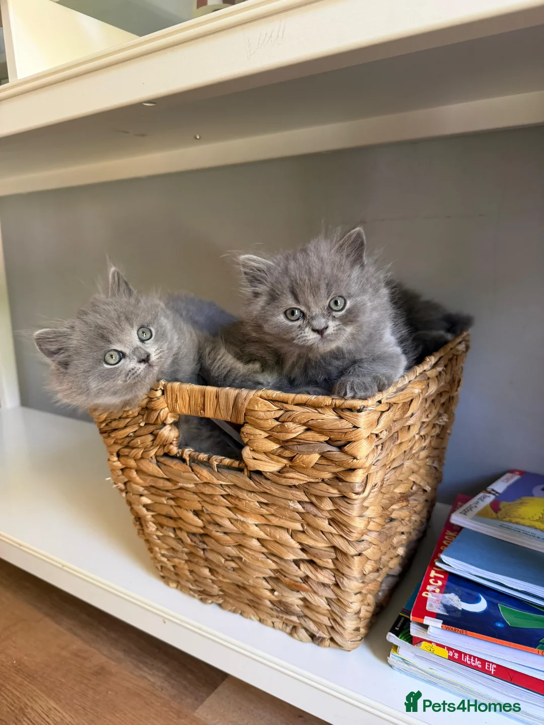 British Longhair cats for sale: Stunning Blue BritishLonghair Kittens  - Advert 2
