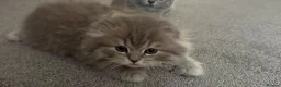 Scottish Fold cats for sale: Scottish Fold and Scottish straight kittens. - Advert 39