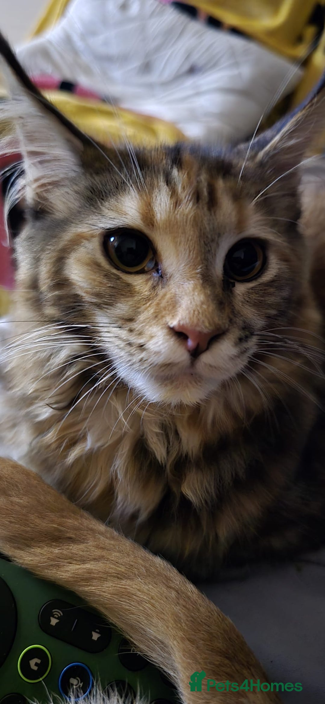 Maine Coon cats for sale: 8 month old Mainecoon - Advert 1