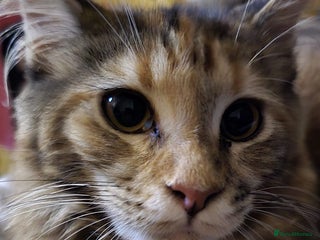 Maine Coon cats 8 month old Mainecoon - Advert 1