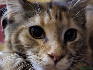 Maine Coon cats 8 month old Mainecoon - Advert 18