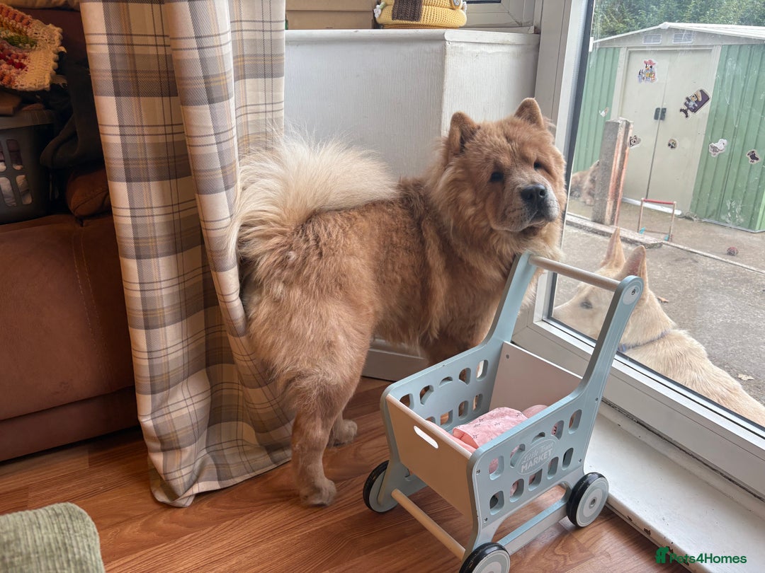 Chow Chow dogs for sale: Last gorgeous chow of the litter - Image 2