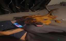 Mixed Breed dogs for sale: French x English mastiff - Image 2