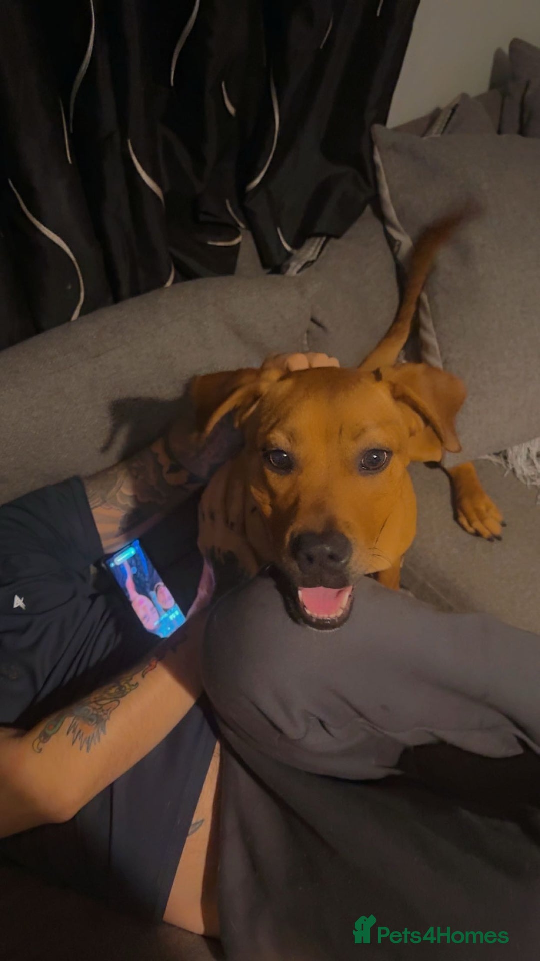 Mixed Breed dogs for sale: French x English mastiff - Image 2