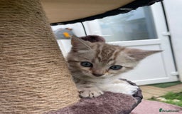 Bengal cats for sale: 3 Pure Bengals left  - Image 24