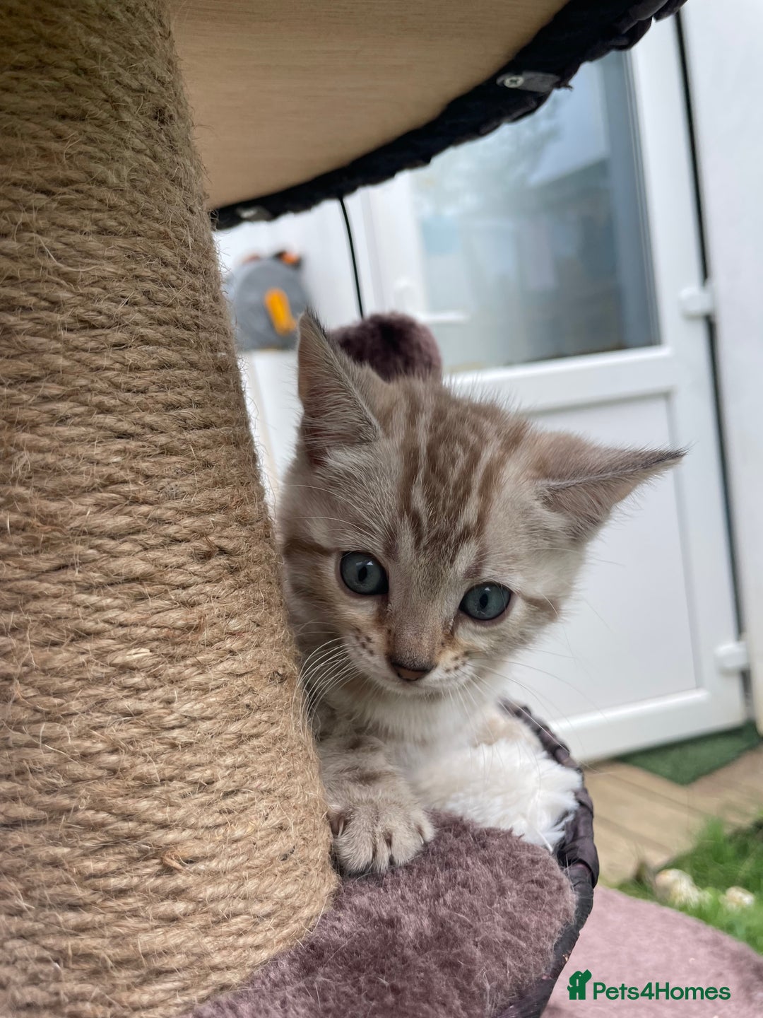 Bengal cats for sale: 3 Pure Bengals left  - Image 24